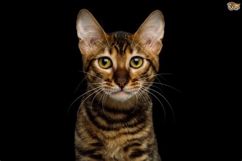 Animals listed have been sold or removed. Toyger Cat Breed | Facts, Highlights & Buying Advice ...