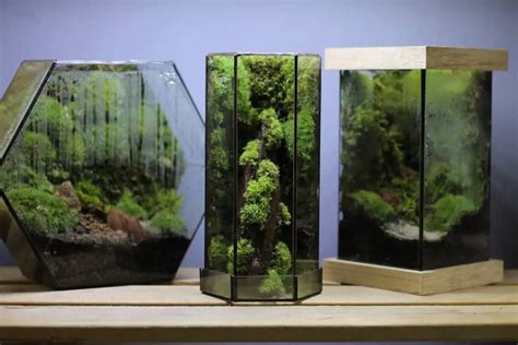 How To Grow Moss Indoors Plant Instructions