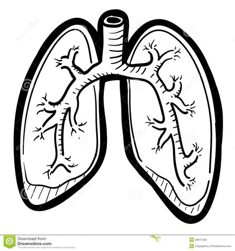 Human Lungs Sketch Stock Clipart Panda Free Clipart Images