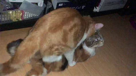 Mommy Cat Is In Heat Mating With Her Own Son Youtube