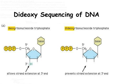 Ppt From Gene To Dna Technology Powerpoint Presentation Free