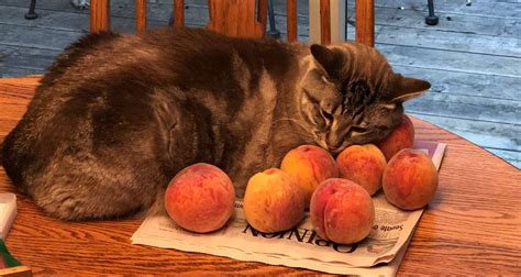 Ozzy The Cat Loves Cuddling Peaches Twitter Reacts To The Viral Photo