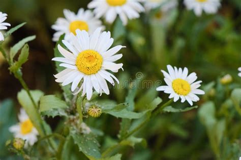 Blooming Yellow Camomile Flowers With White Petals In A Green Grass