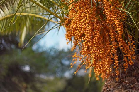 Pindo Jelly Palm Butia Capitata Yellow Fruits Hanging From A Tree Stock