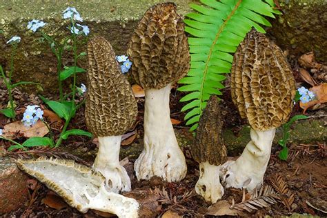 Morchella Mushroom Species | The Santa Cruz Mycoflora Project