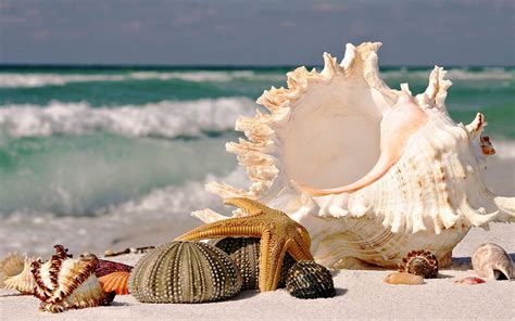 Beautiful Seashells Ocean Starfish Beach Seashells Hd Wallpaper
