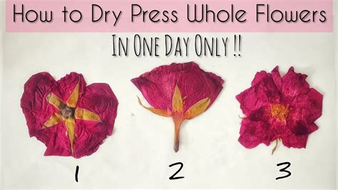 How To Dry And Press Rose Flowers Quickly Diy Preserved Flowers Dried