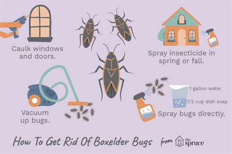 11 Faqs And Answers On Boxelder Bug Control