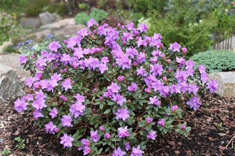 We did not find results for: Rhododendron 'Ramapo' - this dwarf variety can take full ...