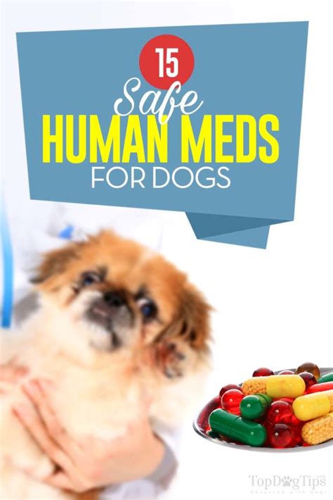 15 Safe Human Meds For Dogs