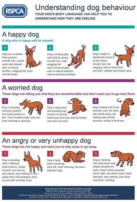 Dog Body Language Chart Decoding Behavior The Whoot Dog Body