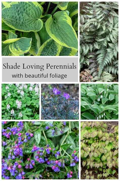 11 Perennial Shade Plants With Beautiful Foliage Hearth And Vine