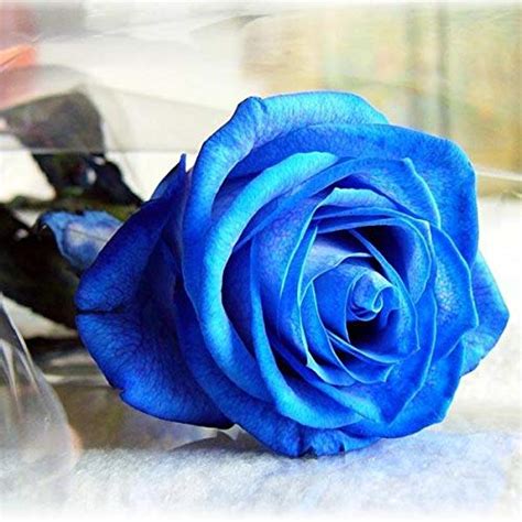 Cys 50pcs Blue Rose Seeds Blue Lover Rose Seeds Diy Home Garden Dec