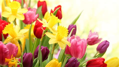 🔥 Download Spring Flowers Wallpaper Hd By Dustinc Spring Flowers