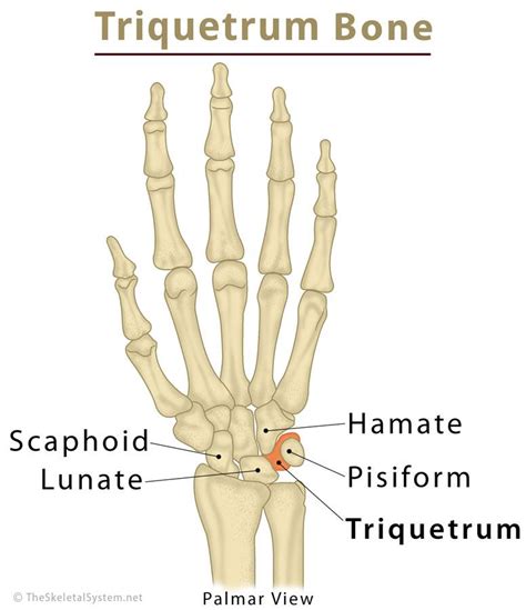 Triquetrum Bone Location Anatomy Function And Diagram The Skeletal
