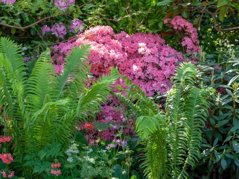Plants For Wet Shady Areas Uk