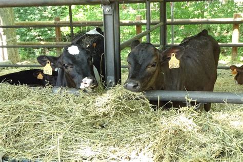 Alfalfa Hay For Cattle Zuzu Agriculture
