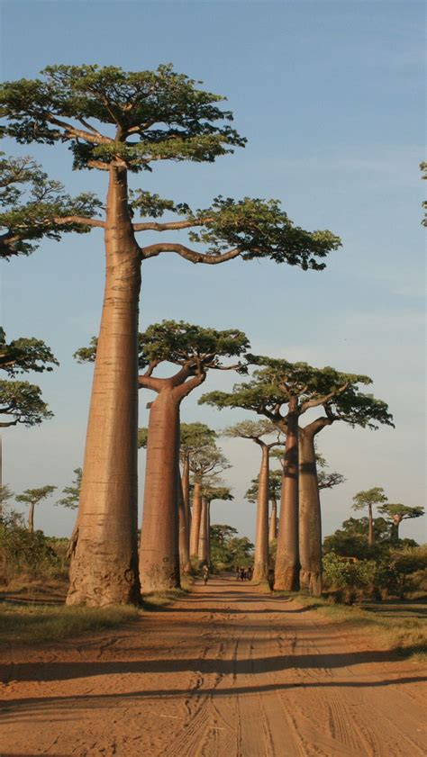 The country has unique wildlife, with 90% of its plants and animals found nowhere else. Avenue Of The Baobabs, Madagascar | Arboles de colores ...