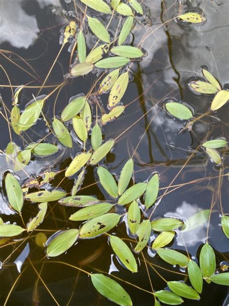 How To Control American Pondweed Aquaplant Management Of Pond Plants