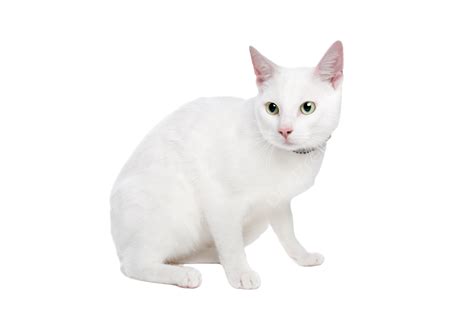 White Ragdoll Cat With Green Eyes Fluffy Green Eyes One Animal