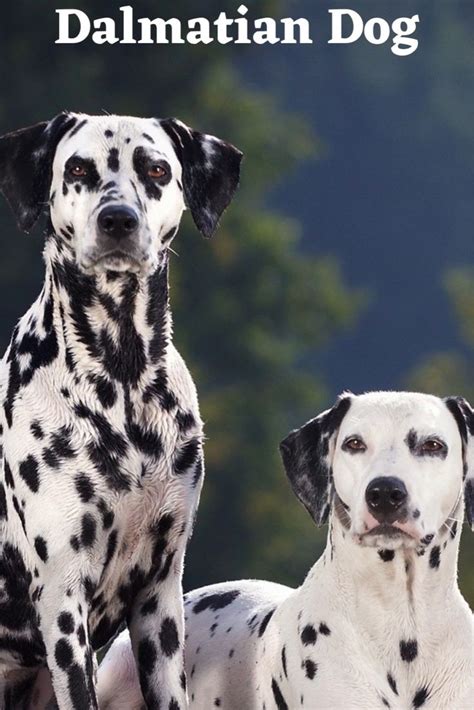 Different Types Of Dogs Breed In The World Dalmatian Dog Video