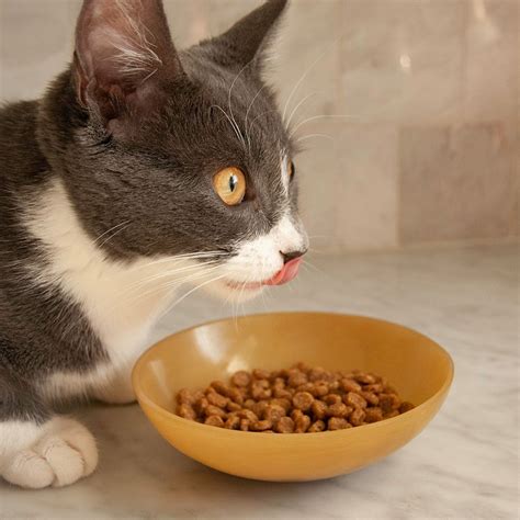 Instead of using starchy ingredients like corn, legumes, or potatoes, the manufacturer relies on gelatin as a binder. Natural Balance Limited Ingredient Dry Cat Food Review ...
