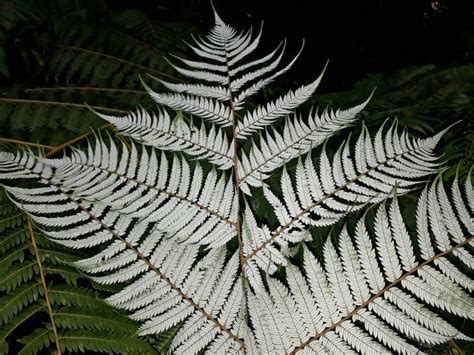Identify New Zealands Common Tree Ferns Ponga Mamaku Kātote Whekī