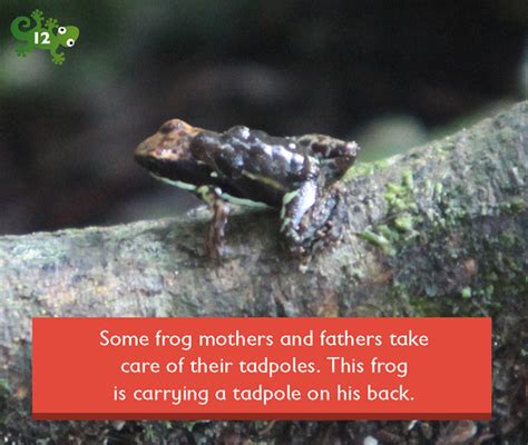 Some Frog Mothers And Fathers Take Care Of Their Tadpoles This Frog Is