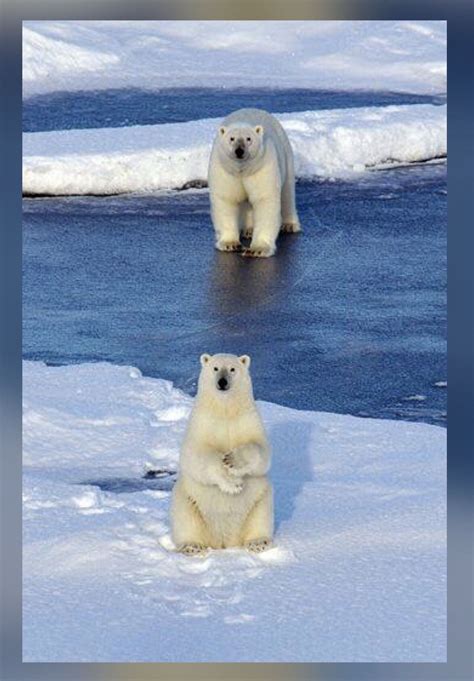 Arctic Tundra Animals Adaptations Animal Big