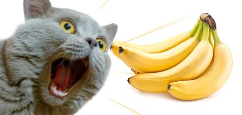 Os Gatos Podem Comer Bananas Em Segurança A Full Guide To Bananas For