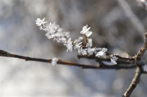 Wallpaper Nature Plants Snow Winter Branch Ice Frost Blossom