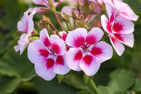 Regal Geraniums Plant Care And Growing Guide