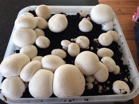 How To Grow Your Own Mushrooms Readers Digest