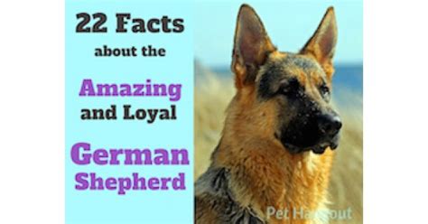 22 Facts About The Amazing And Loyal German Shepherd