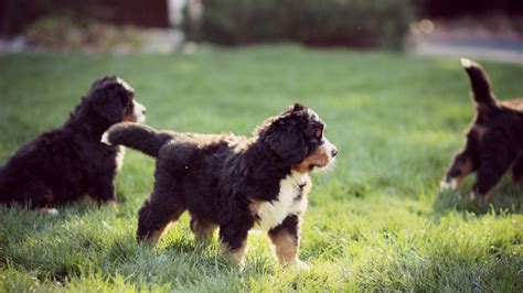 Raw puppy adorableness, with all the yips and puppy barks to melt any heart. Relentless Ranch - Bernese Mountain Dog Puppies | Bernese ...