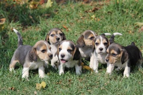 We did not find results for: Registered Tri-colour Beagle puppies available