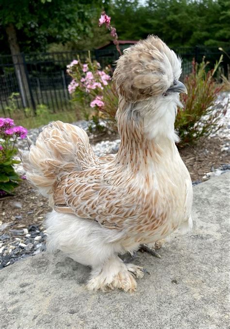 Satin Silkies Fancy Chickens Chickens Backyard Rooster Breeds