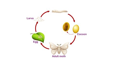 Explain The Life Cycle Of The Silk Moth