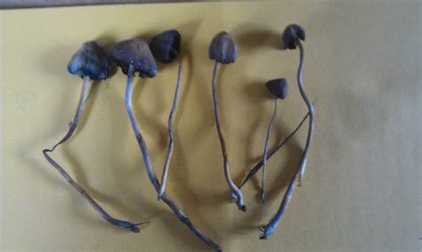 Not liberty caps my friend, sorry. Identifying Liberty Caps - Mushroom Hunting and ...