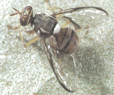 However, in the wet season of 2010, planthopper. Mango Philippines: Identification and Management of Mango ...