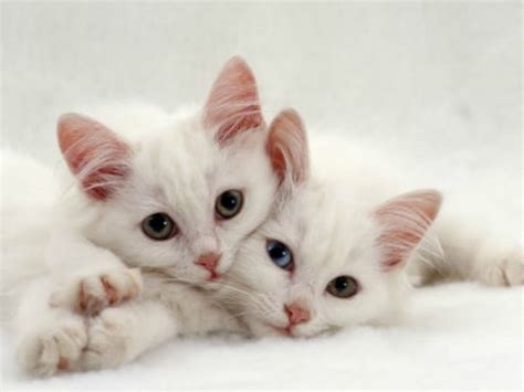 1920x1080px 1080p Free Download Two Cuties Kittens Cat Animal