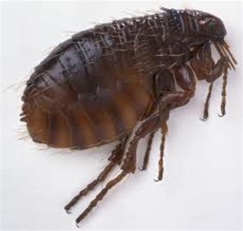How To Get Rid Of Cat Fleas Naturally Hubpages