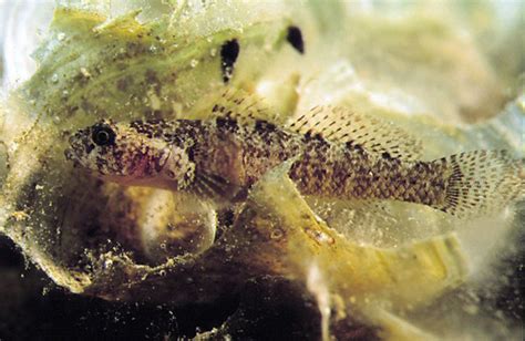 Бычковые Gobiidae Адриатики Adriaticnature