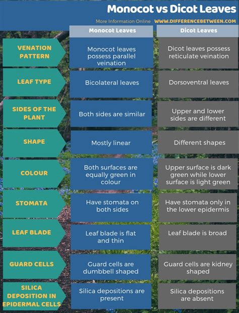 Monocot And Dicot Leaf Difference