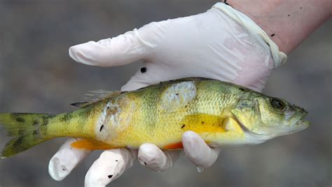 Infection Killing Fish In Upstate Ny Lake