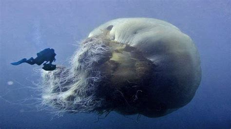 The lions mane jellyfish is the largest jellyfish in the world. A lions mane jellyfish, the largest species of jellyfish ...