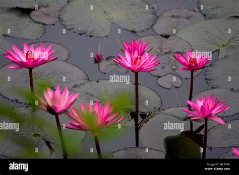 Water Lilies In A Lake Near The National Memorial Monument In Savar