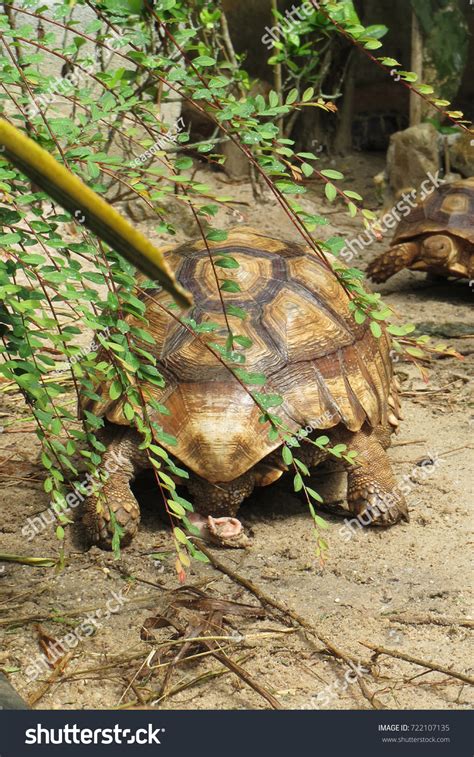 Male Tortoise Reproductive Organs Male Tortoise Foto De Stock 722107135 Shutterstock