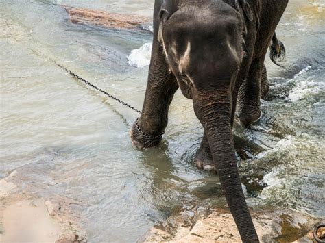 See more ideas about elephant rock, yala, sri lanka. ELEPHANTS IN SRI LANKA - Visit a National Park not Pinnawala