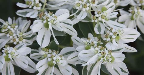 Snow On The Mountain Is Euphorbia Marginata